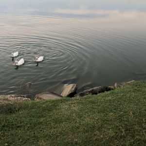 Meet your Posher, Selena